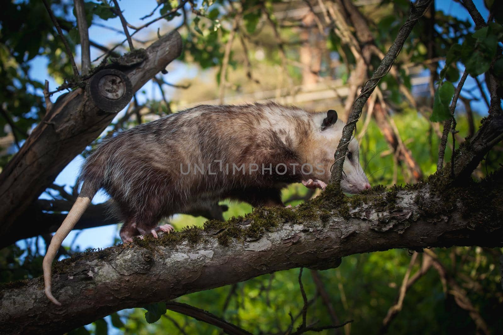 The Virginia or North American opossum, Didelphis virginiana, in the garden