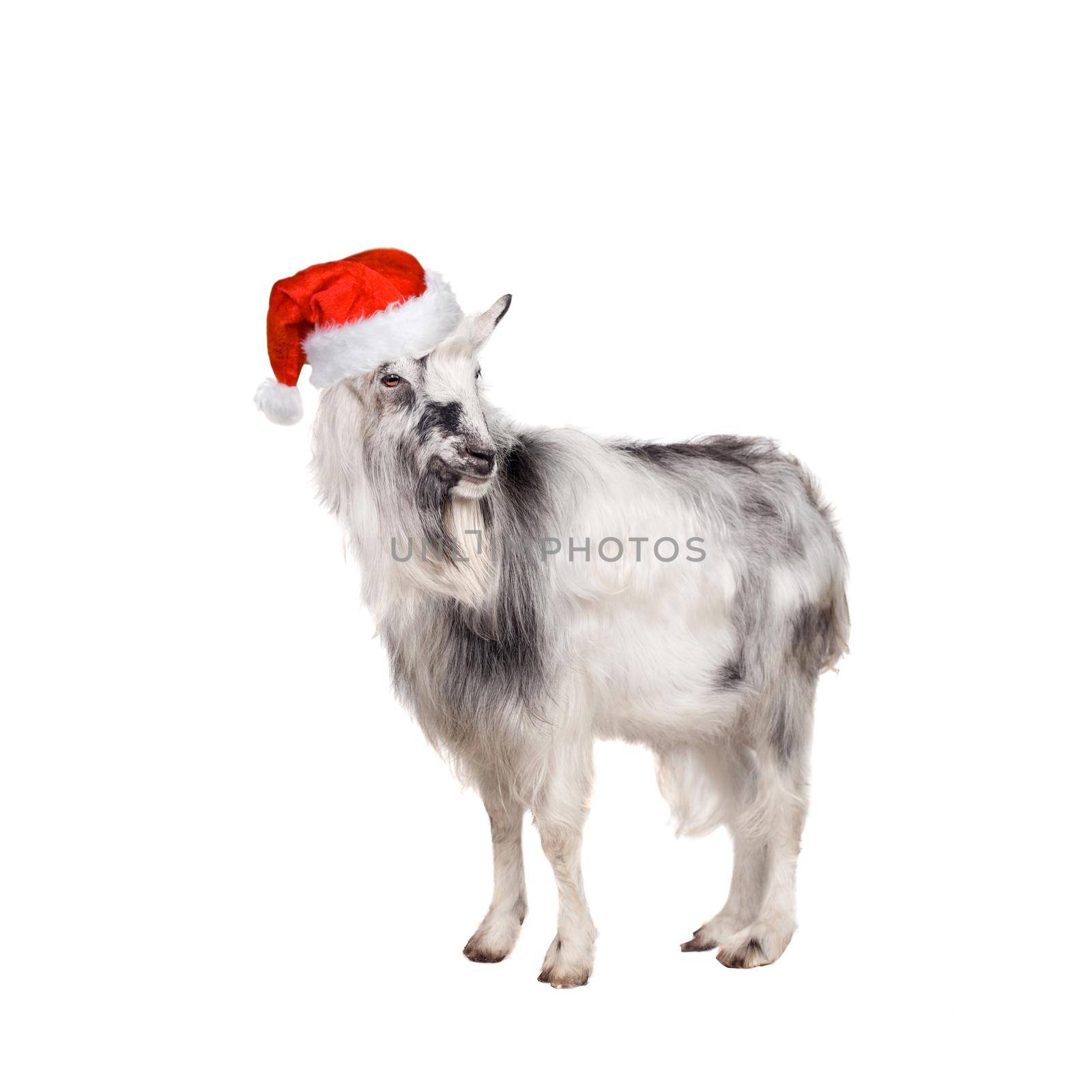 Portrait Of Goat in christmas hat On White by RosaJay