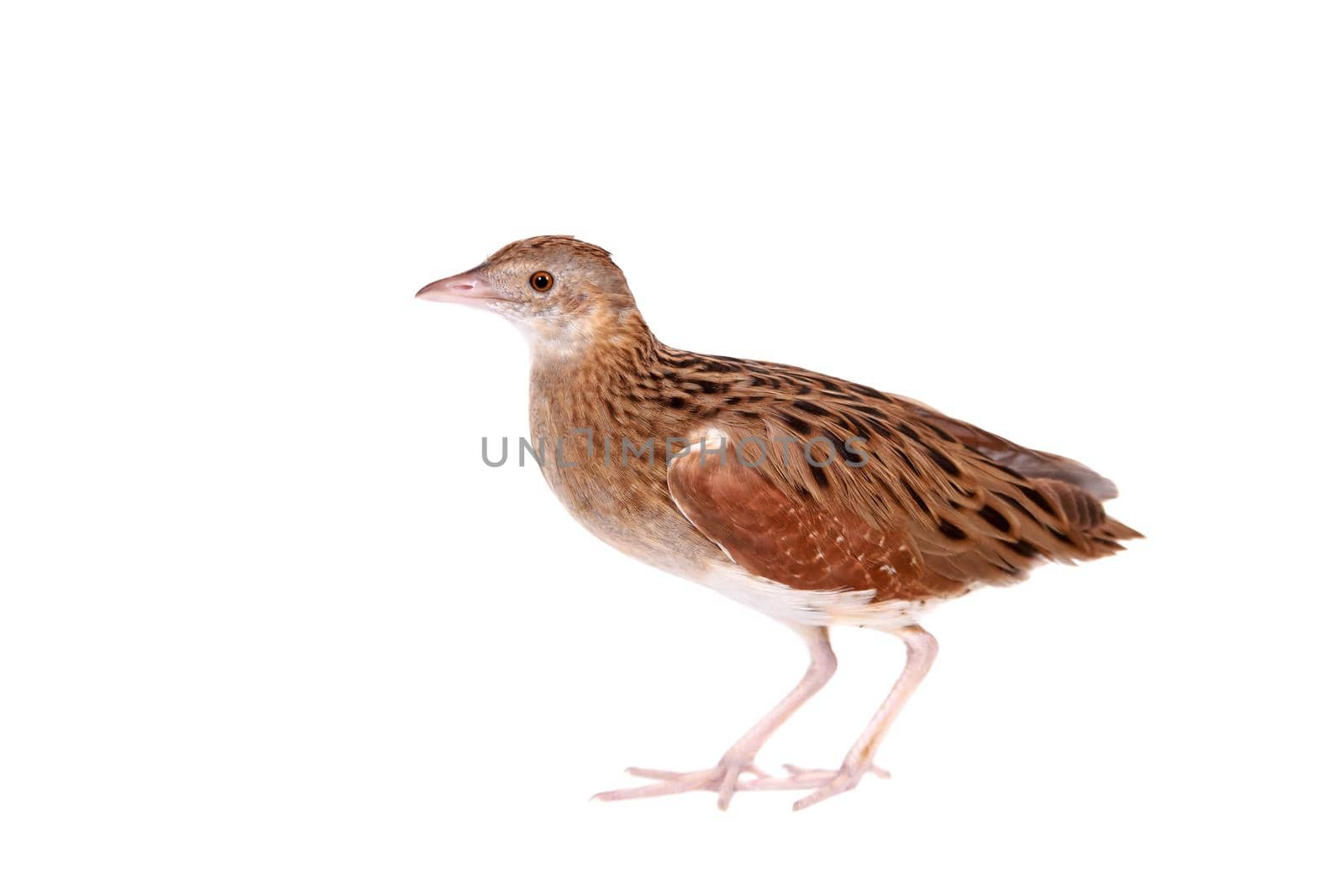 Corncrake or Landrail, Crex crex, isolated on white background