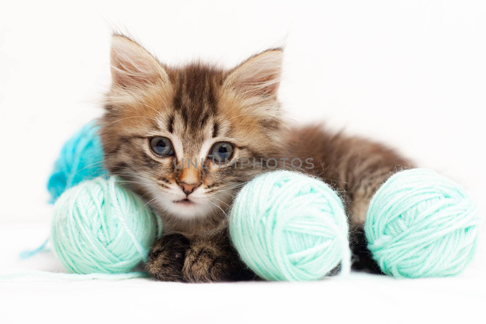 Striped cat with blue balls, skeins of thread on a white bed. An article about kittens. An article about pets. A curious little kitten looking into the camera. Cat