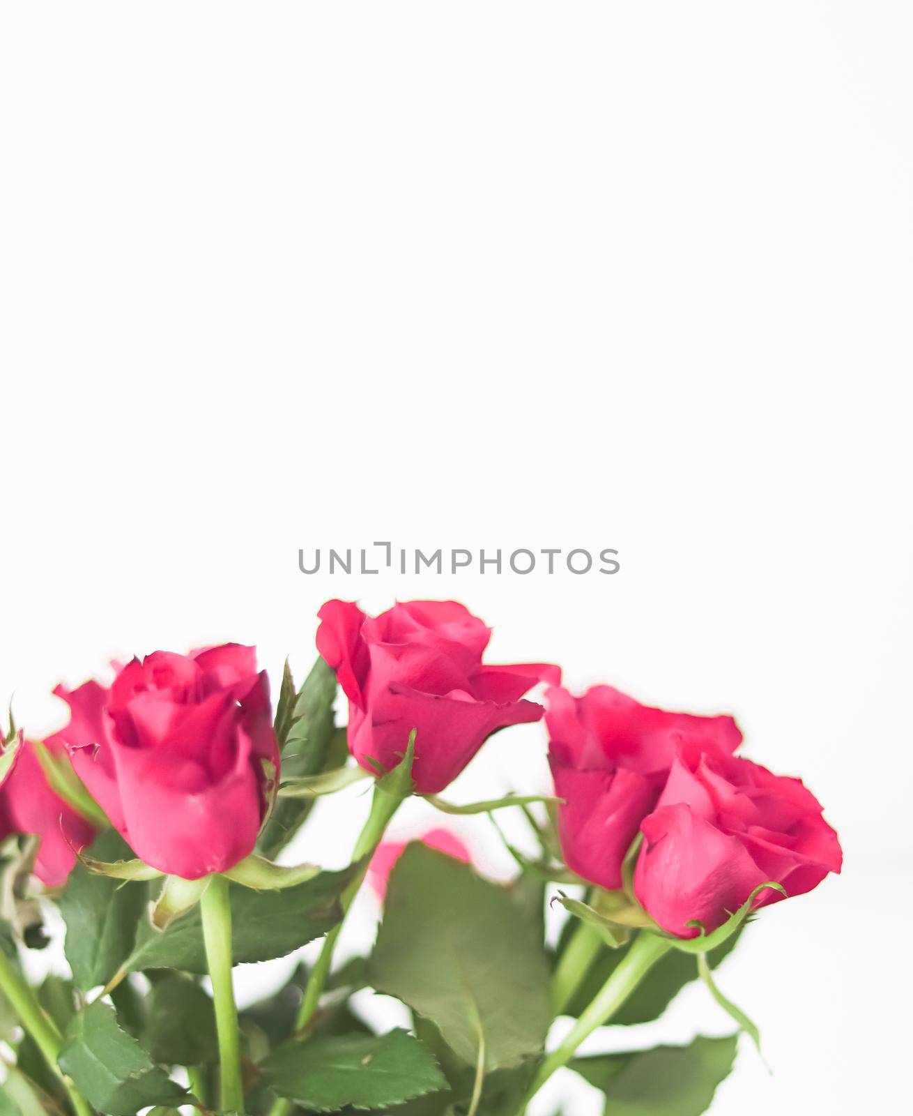 Tender bouquet of pink roses, floral gift and beautiful flowers closeup