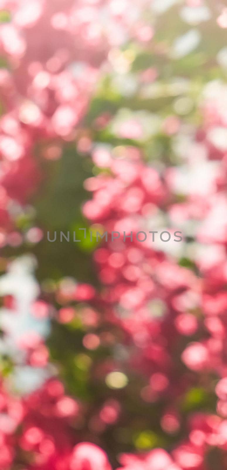 Floral background, spring nature and botanical beauty concept - Coral blooming flowers and blue sky, feminine style background