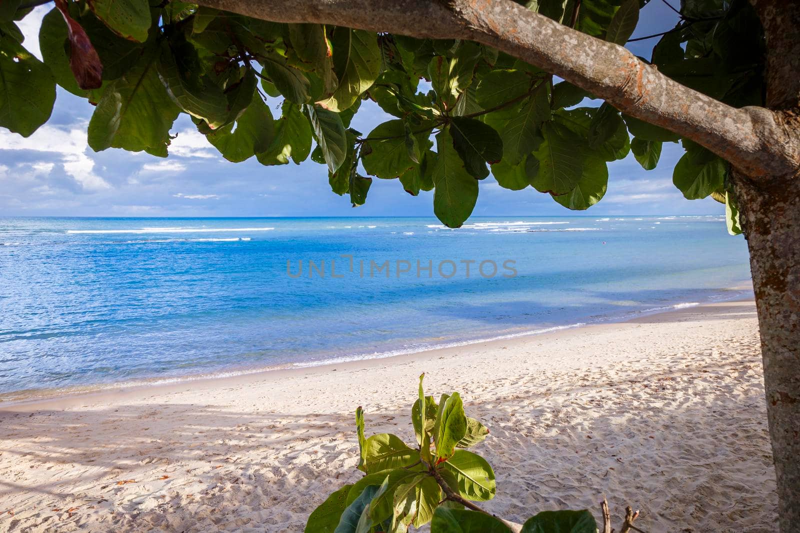 Idyllic Porto Seguro Beach at sunny day with tropical tree in BAHIA, Brazil, Northeastern Brazil