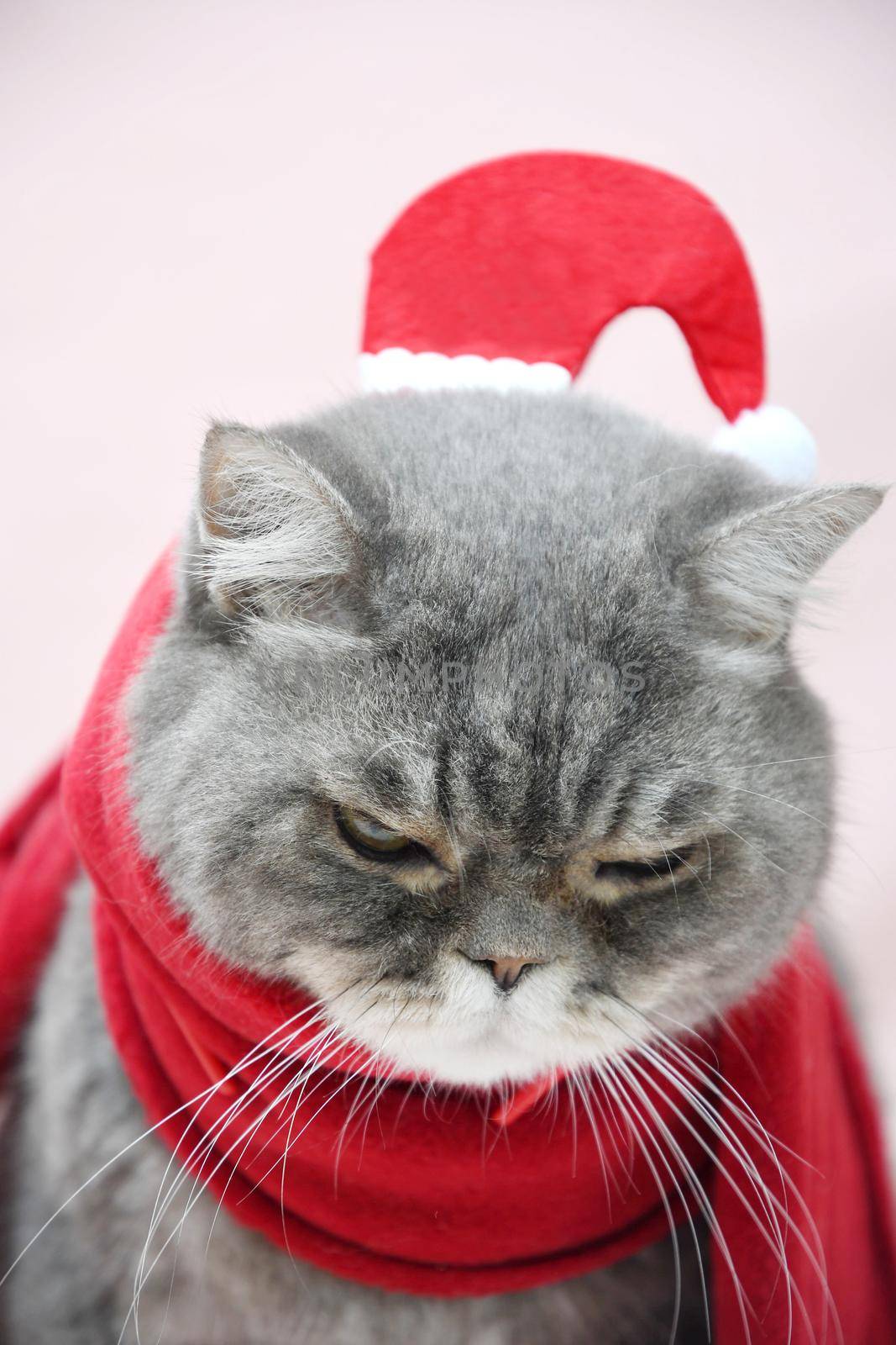 a gray sad british cat in a santa costume sits in a basket near the christmas tree, High quality photo