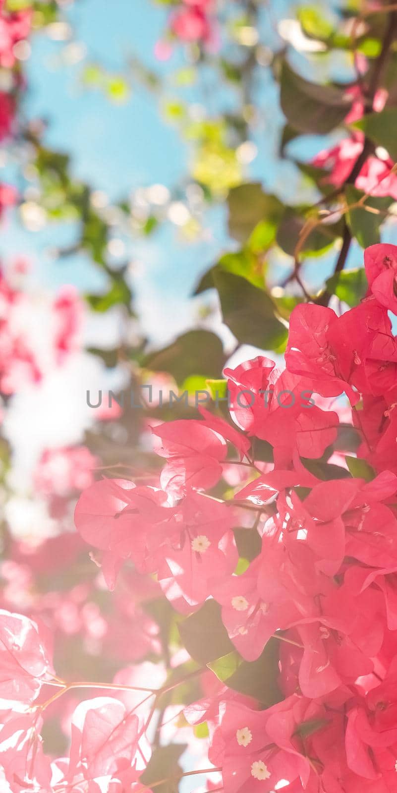 Floral background, spring nature and botanical beauty concept - Coral blooming flowers and blue sky, feminine style background