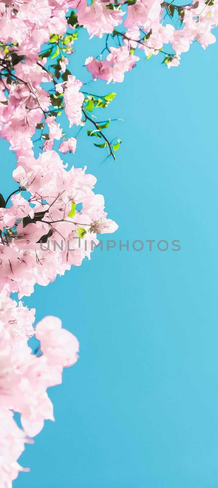 Pastel pink blooming flowers and blue sky in a dream garden, floral background by Anneleven