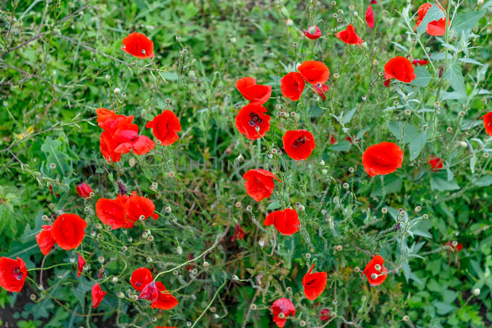 Flowers Red poppies bloom in a wild field. Beautiful red poppies with selective focus.