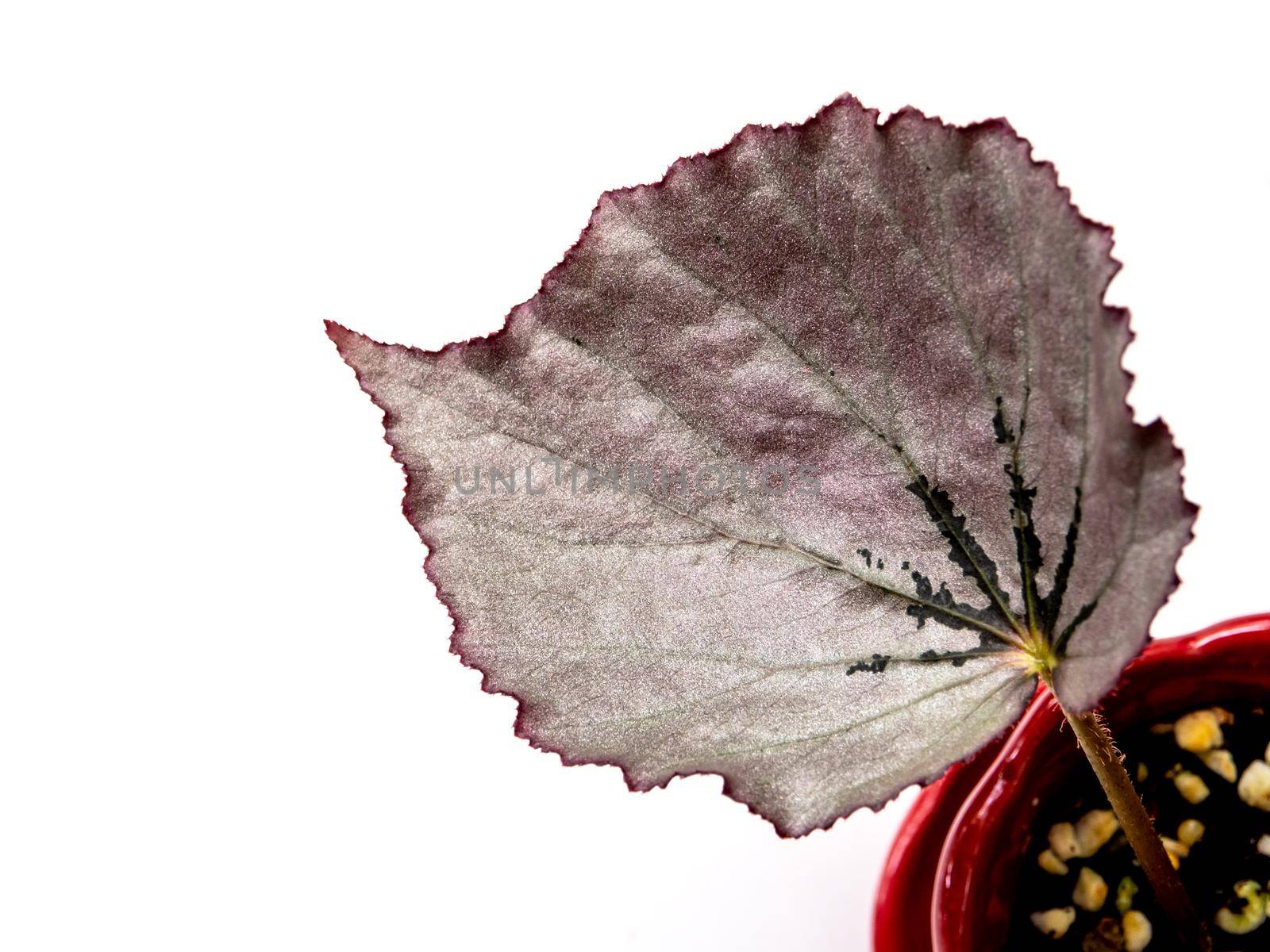 Sparkling silver shimmer on the surface of Begonia leaf by Satakorn