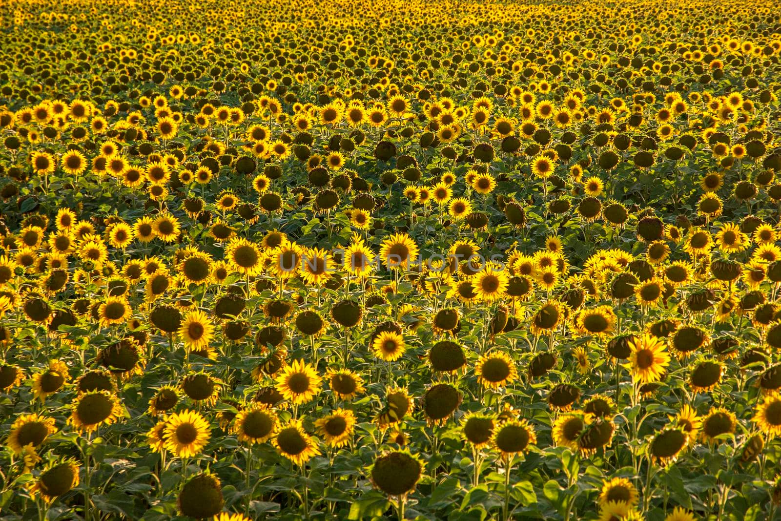 Sunflower field landscape. field of blooming sunflowers  Sunflower natural background 