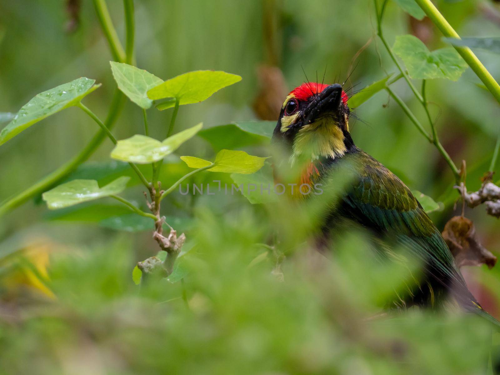 The Coppersmith barbet bird in the garden