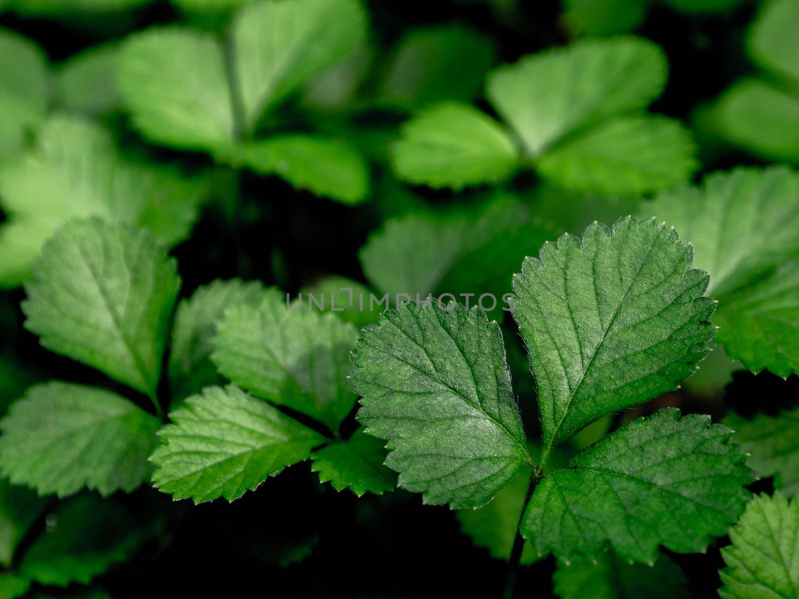 The Mock Strawberry plant for ground cover in the garden by Satakorn