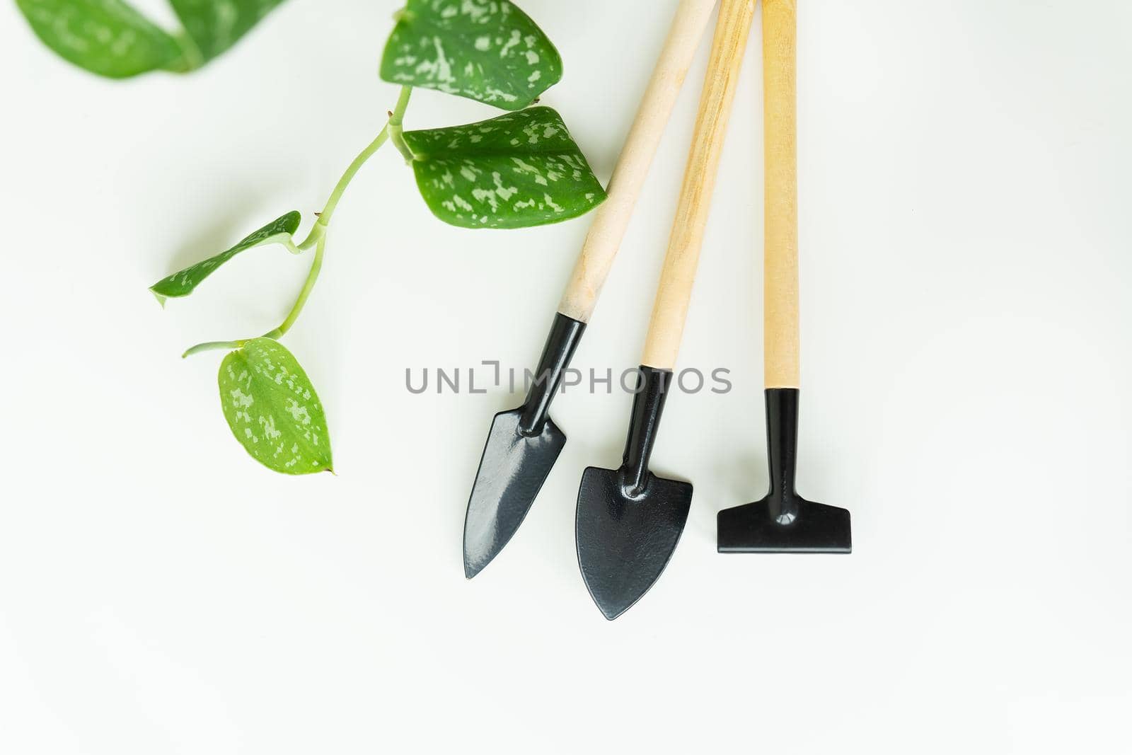 Home floriculture. Plant transplant. Pot, tub, plant transplant tools, drainage, shovel, rake on green branch background, epipremnum flowerpot transplant. Flat lay, horizontal photo. by sfinks