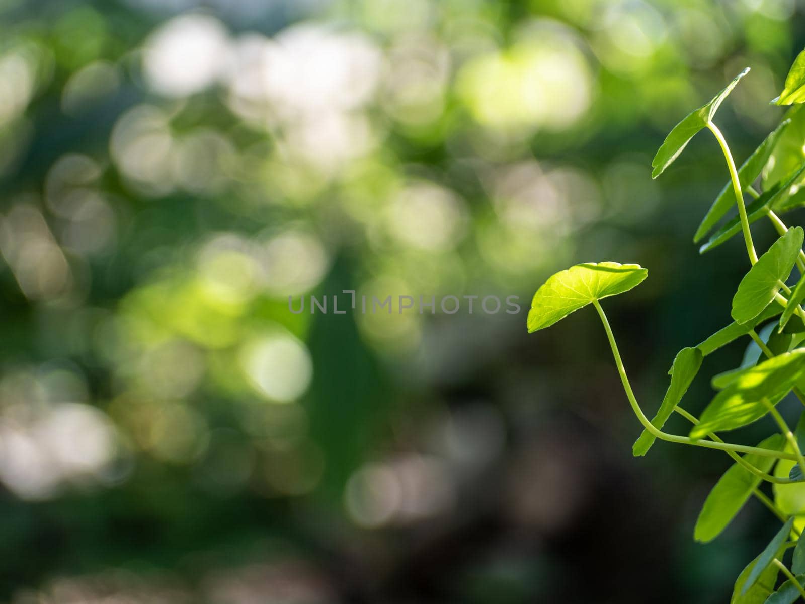 Leaves of Water Pennywort as the green background by Satakorn