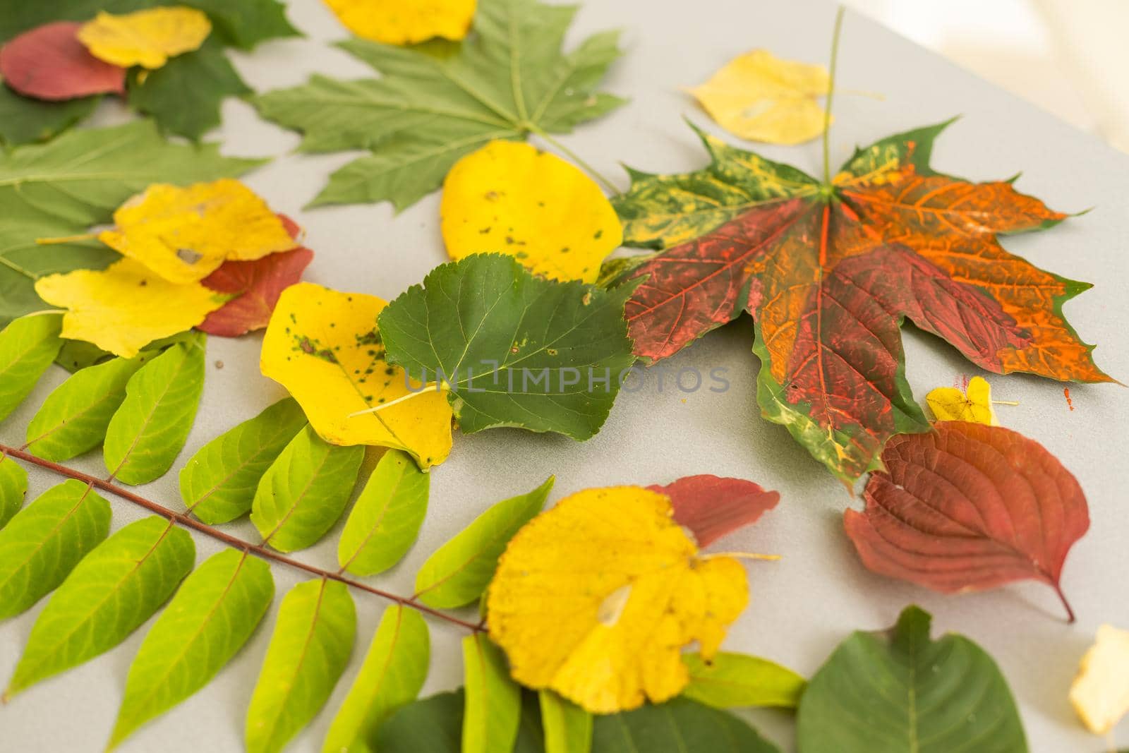 Autumn. Multicolored maple leaves lie on the grass. High quality photo
