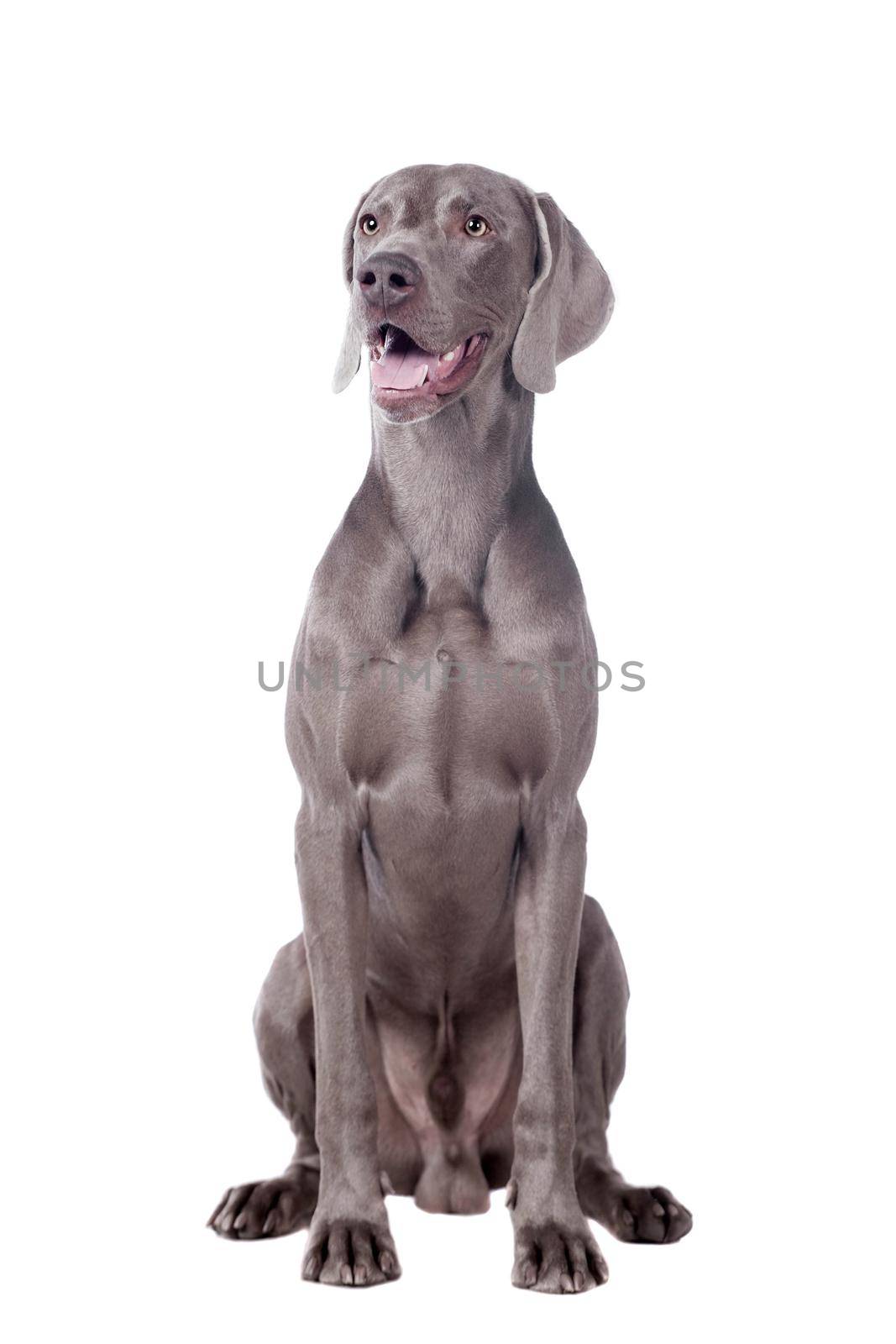 Weimaraner isolated on white by RosaJay