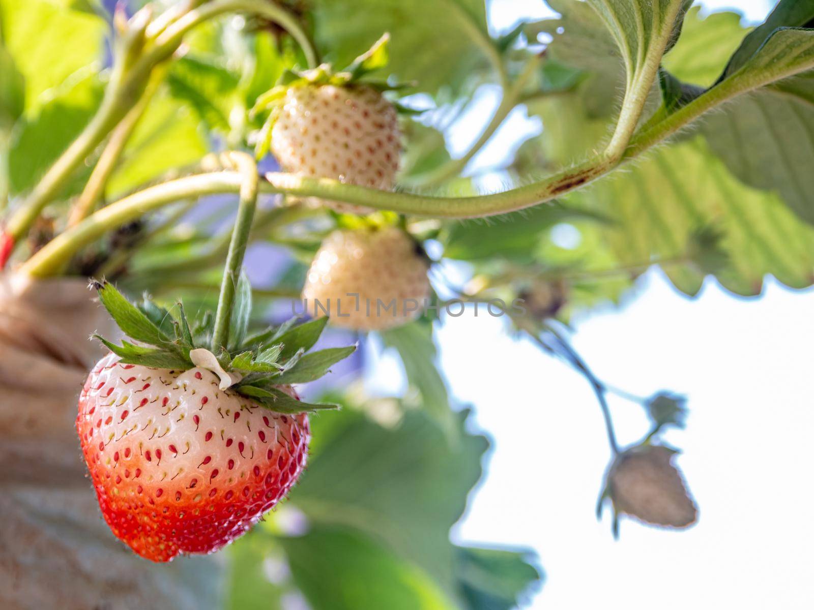 Fresh strawberries have not been collected from a strawberry plant by Satakorn