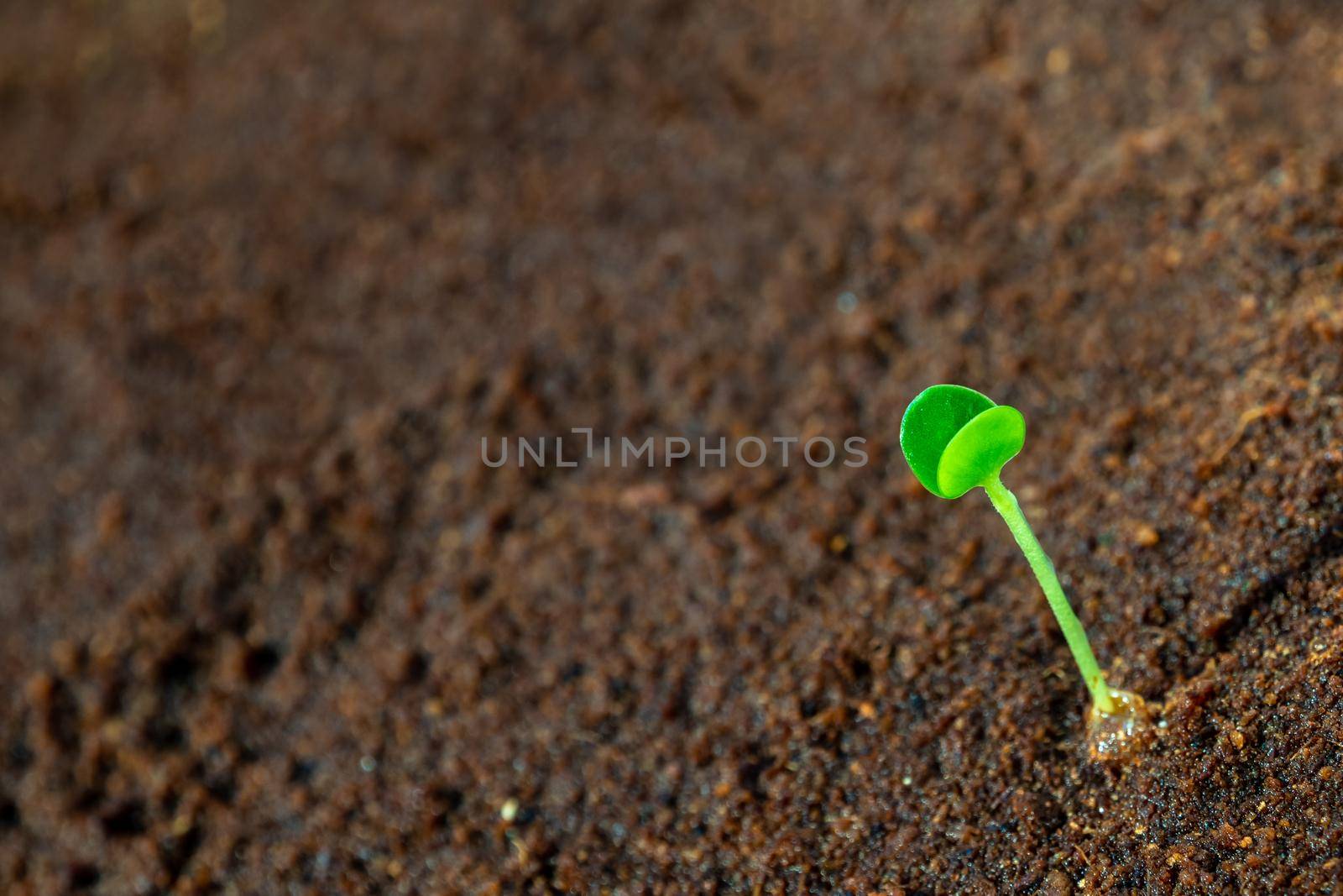 Young seeding sprout up on the moist soil