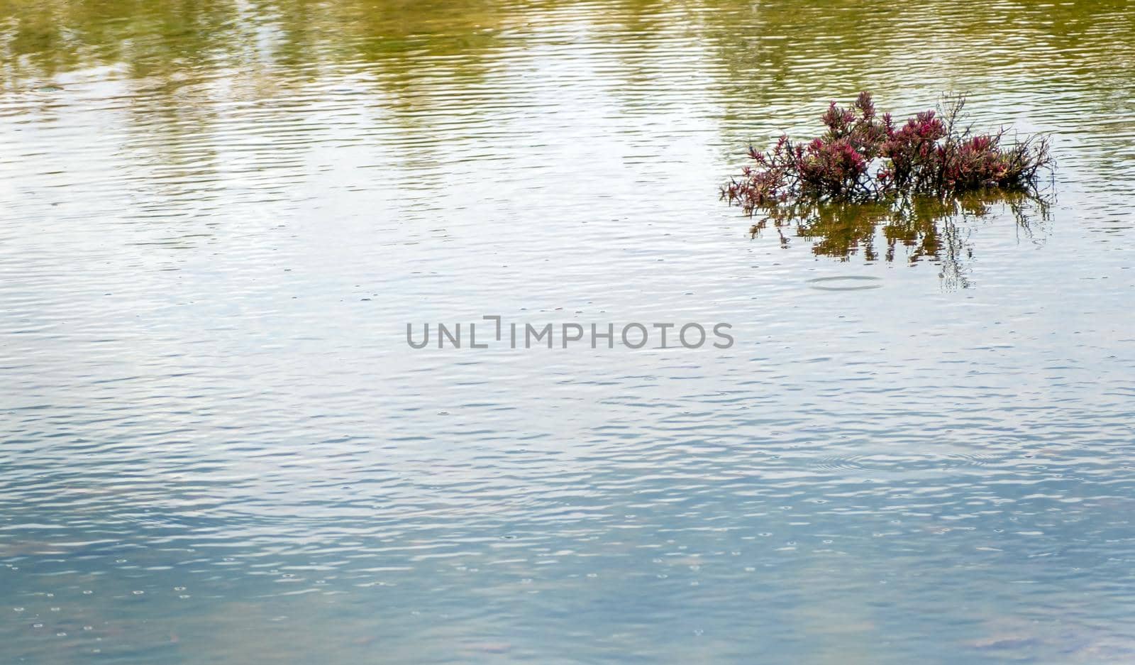 Mangrove plants with red leaves grow in clumps in the water