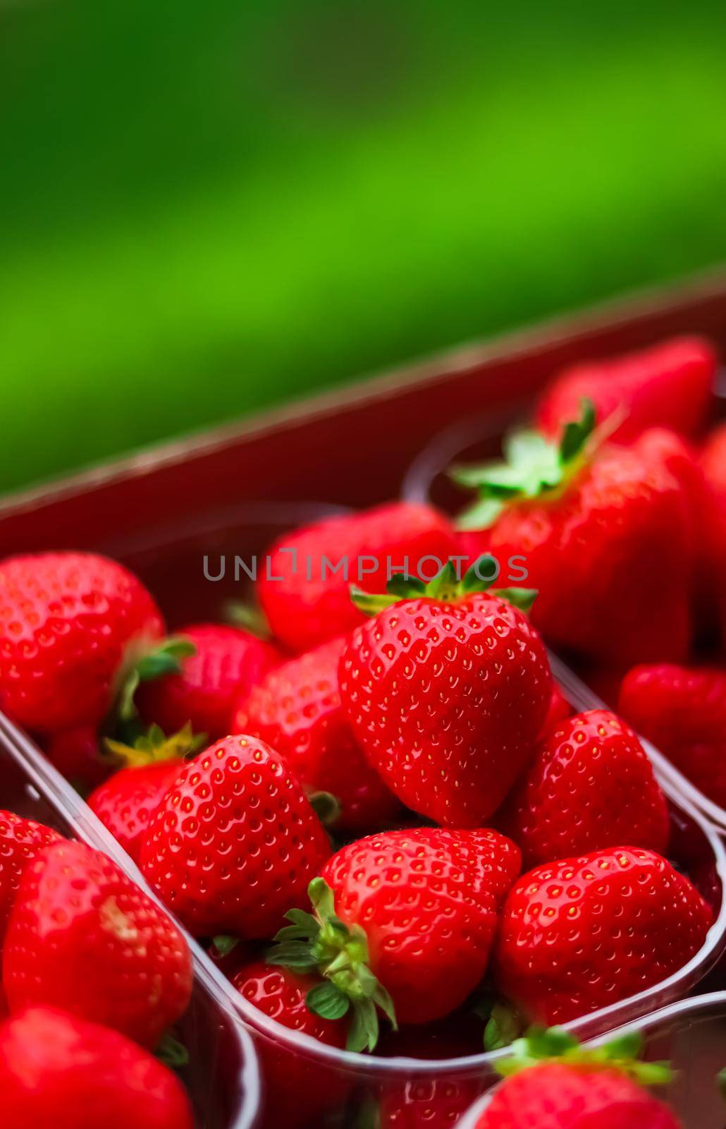 Strawberries packaged in box, sweet ripe perfect strawberry harvest, organic garden and agriculture concept