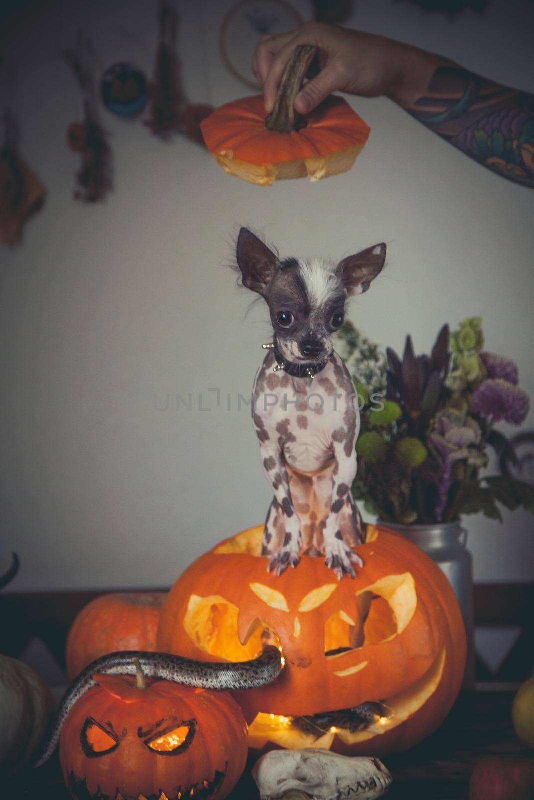 Peruvian hairless and chihuahua mix dog selebrates Haloween with snakes and pumpkin