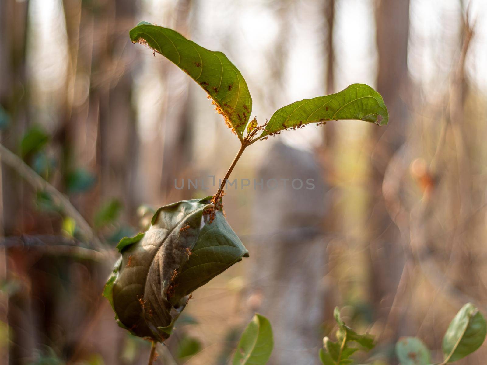 Leaf wrapped as a nest of red ants by Satakorn