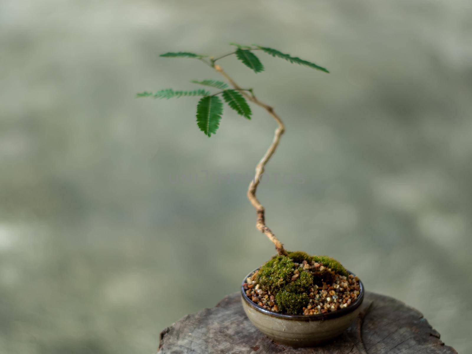 Small tree setting put it in a small pot as a mini bonsai