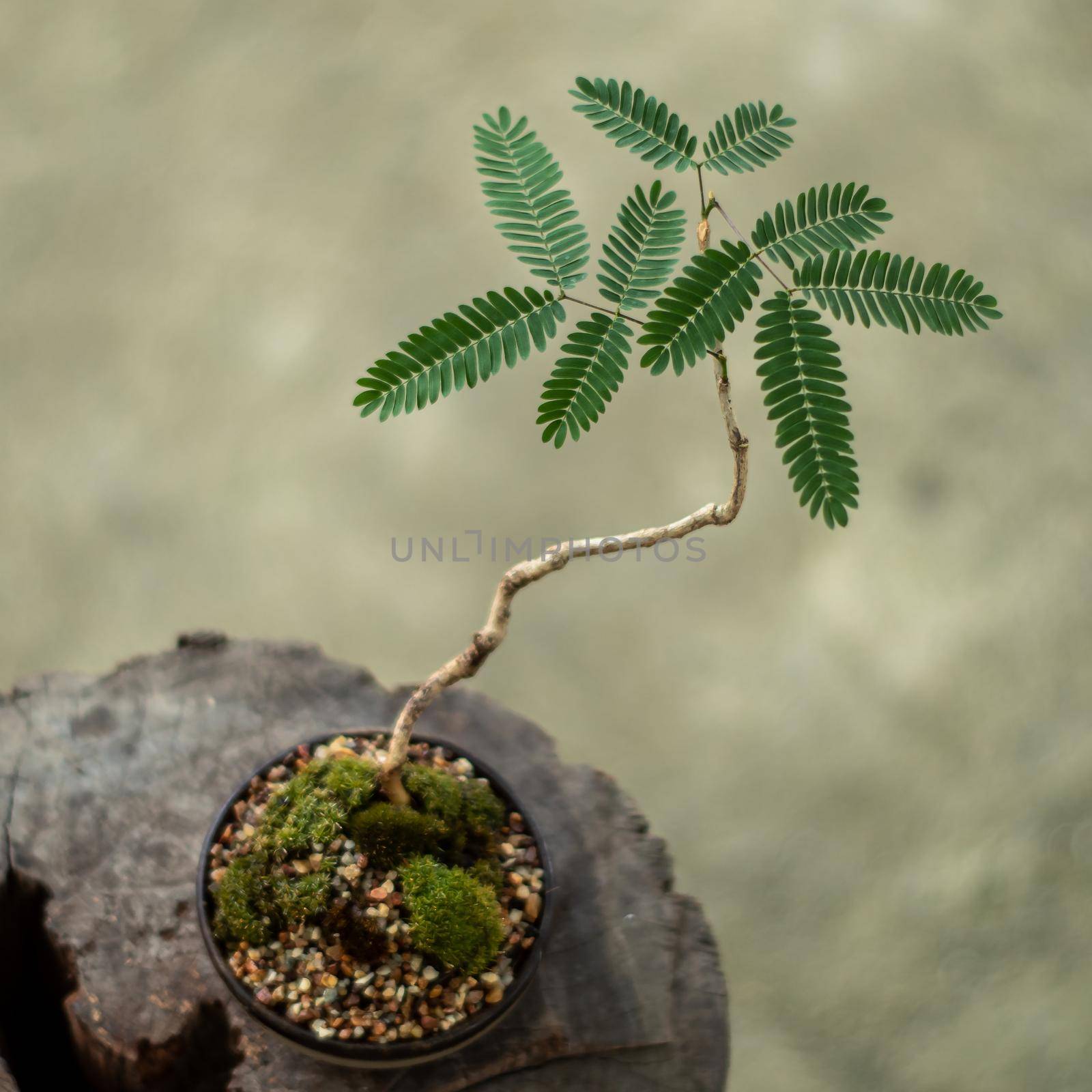 Small tree setting put it in a small pot as a mini bonsai by Satakorn