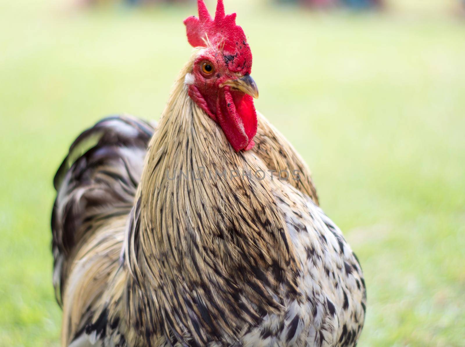 The chubby chicken with white fur