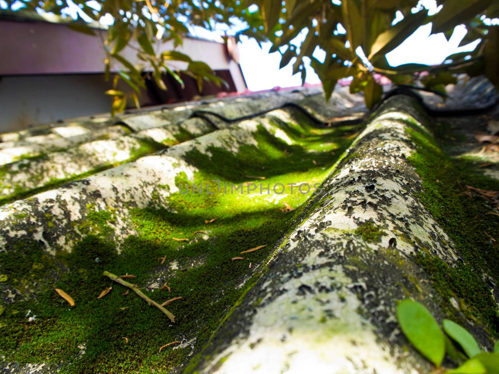 Moss on roof tile of house in the jungle by Satakorn