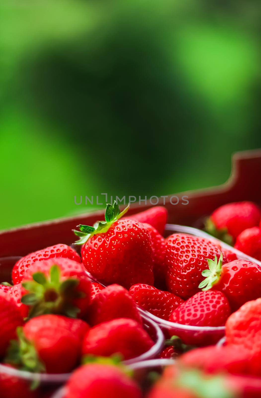 Strawberries packaged in box, sweet ripe perfect strawberry harvest, organic garden and agriculture concept