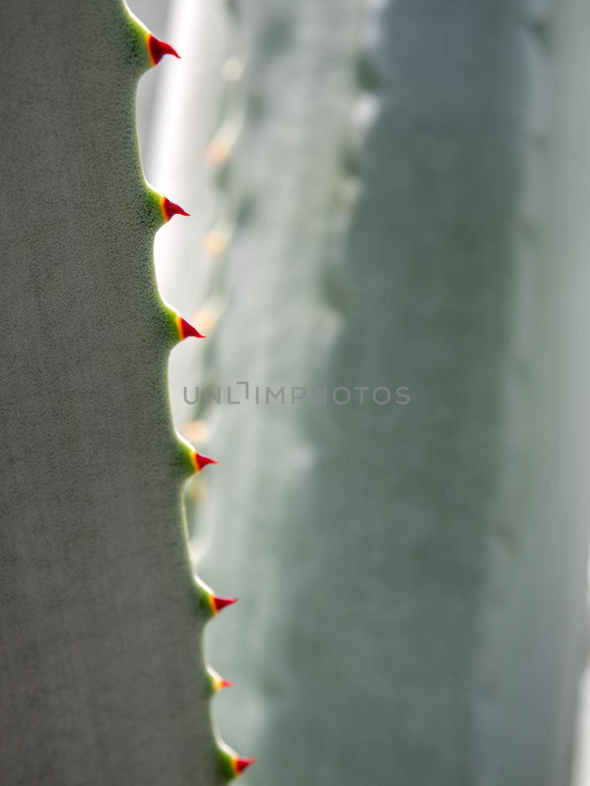 Agave succulent plant, close up white wax on freshness leaves with thorn of Agave leaf