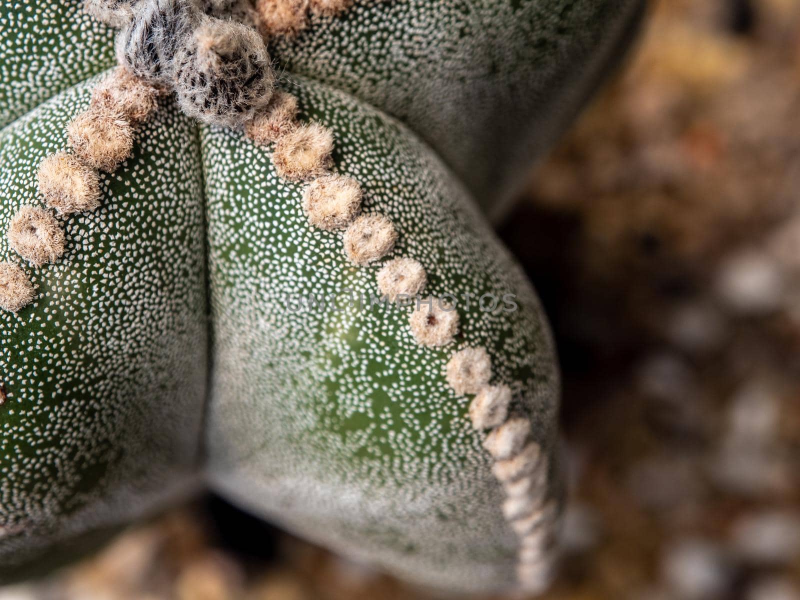 Cactus succulent plant close-up, fluffy tufts and white dot on the lobe of Astrophytum myriostigma Cactus