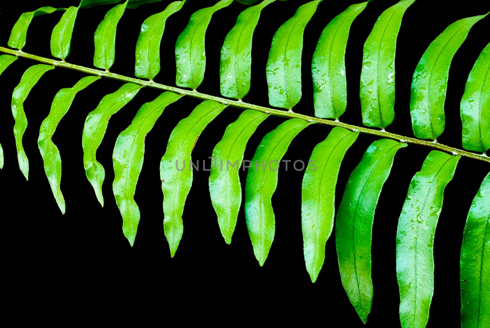 Freshness vivid green of fern leaves on black background