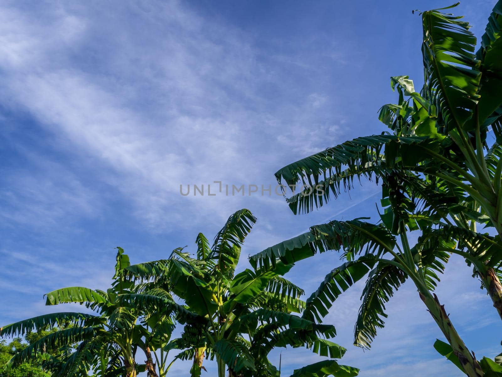 Banana leaves that are torn from the wind