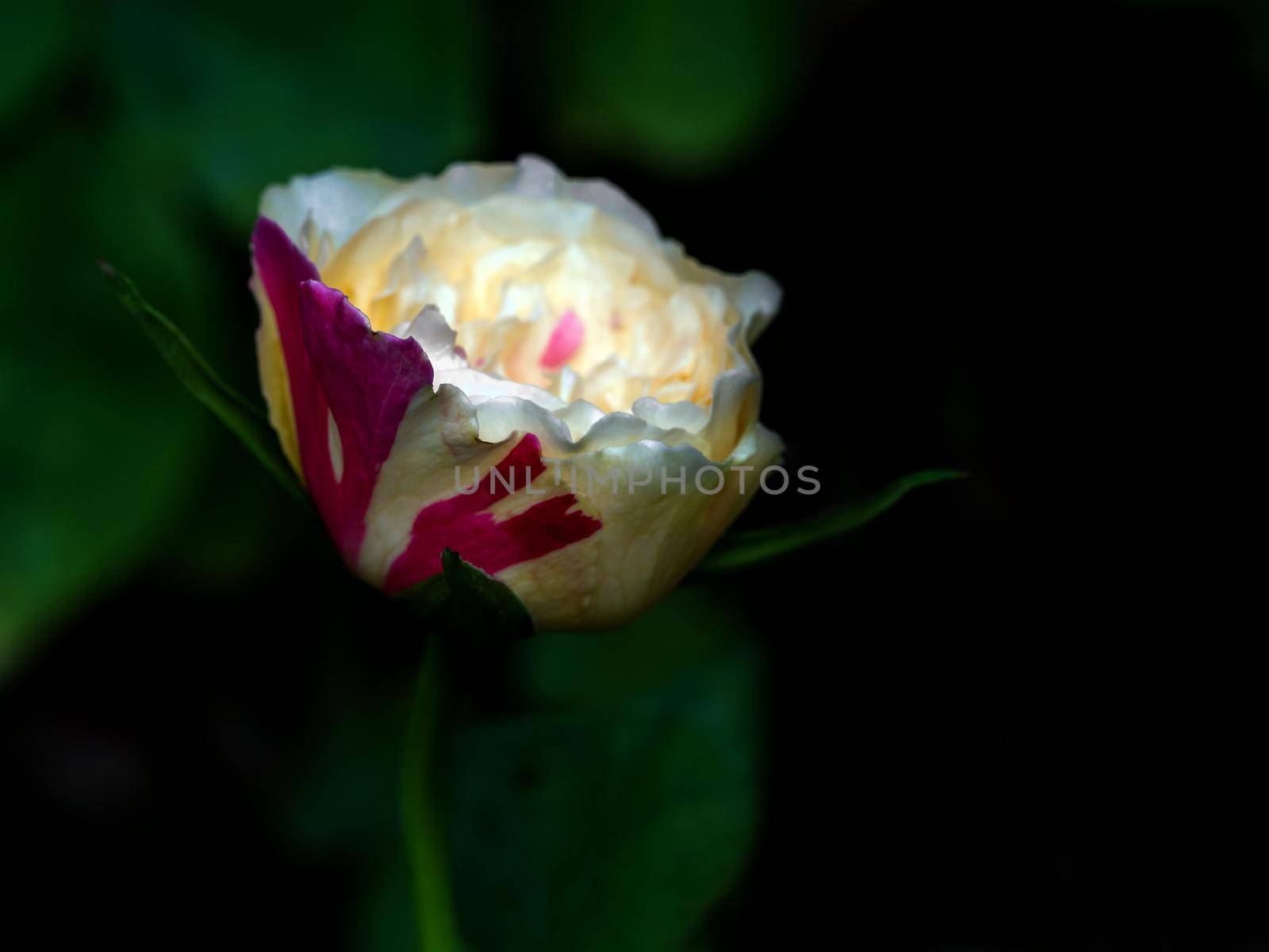 Shape and colors of roses that bloom in Tropical climates by Satakorn