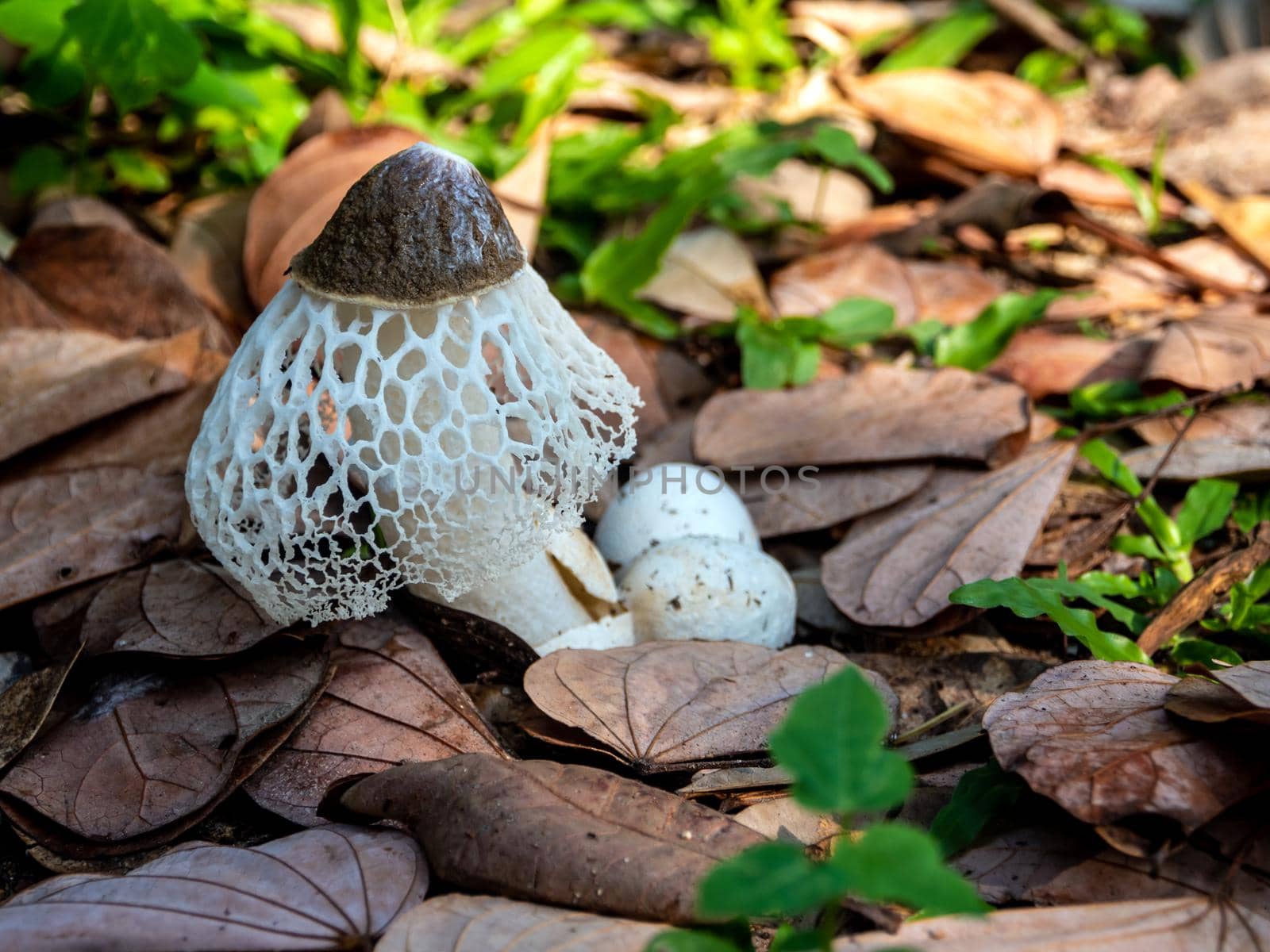 Dancing mushroom growing on the ground full of dry leaves