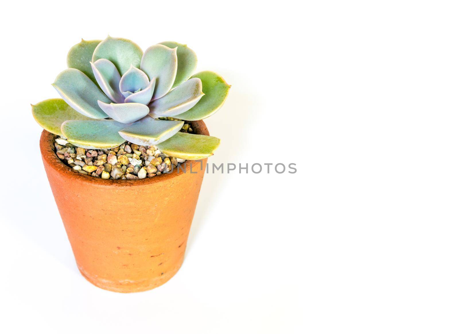 Earthenware pot and freshness leaves of Echeveria plant in white background