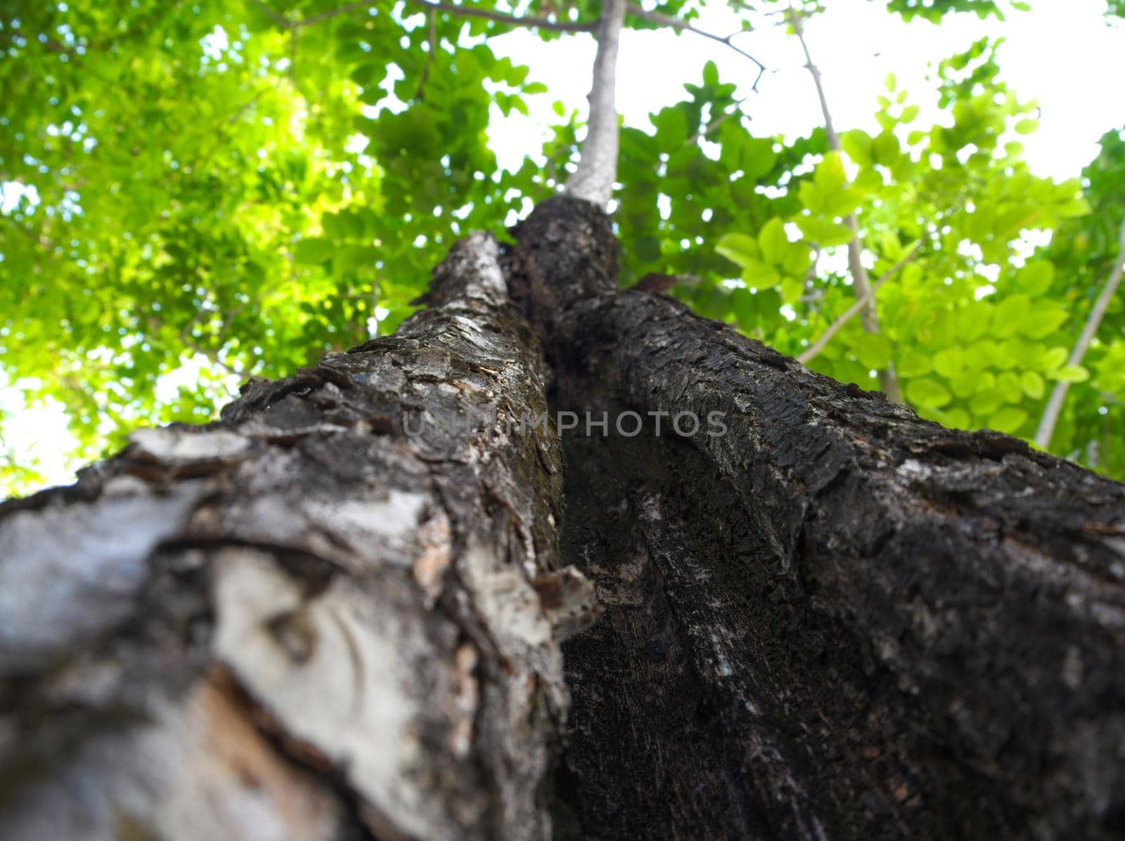 Cracks, notches, abrasions on the surface of large trees In the background that is the leaves of other trees