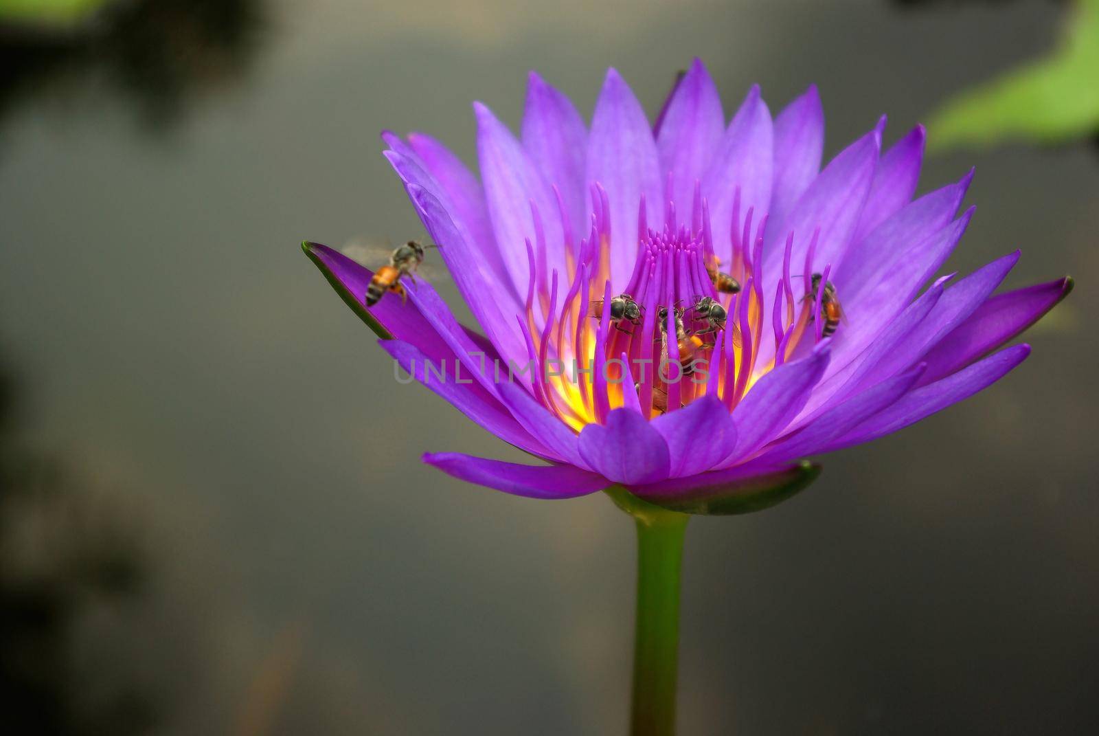 Bee in the purple petal and yellow pollen of water Lily