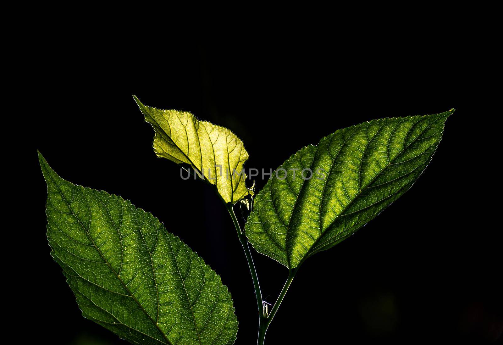 Leaf veins and sunlight shining through mulberry leaves by Satakorn