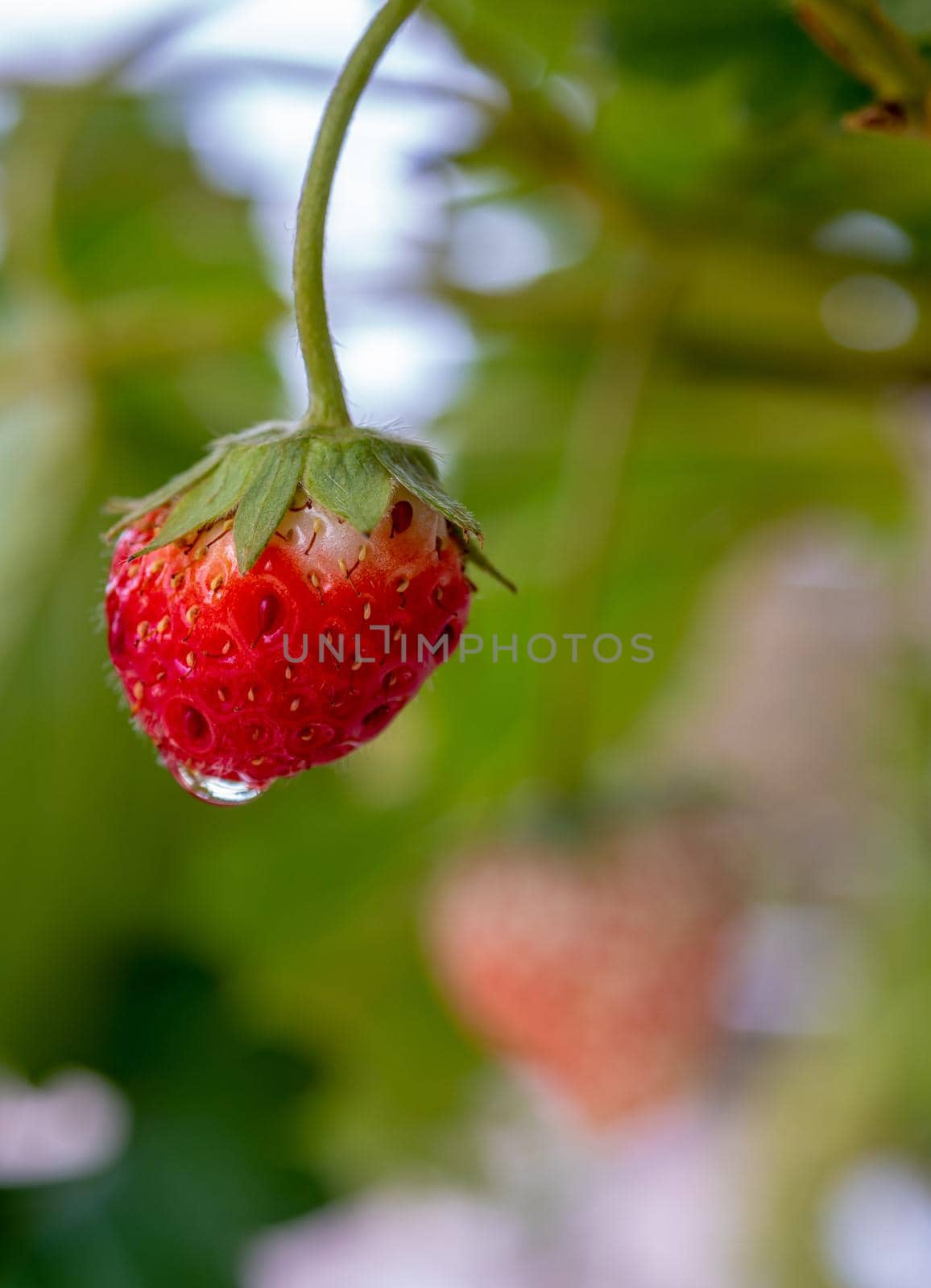 A small stunted strawberry has not been collected from a strawberry plant by Satakorn