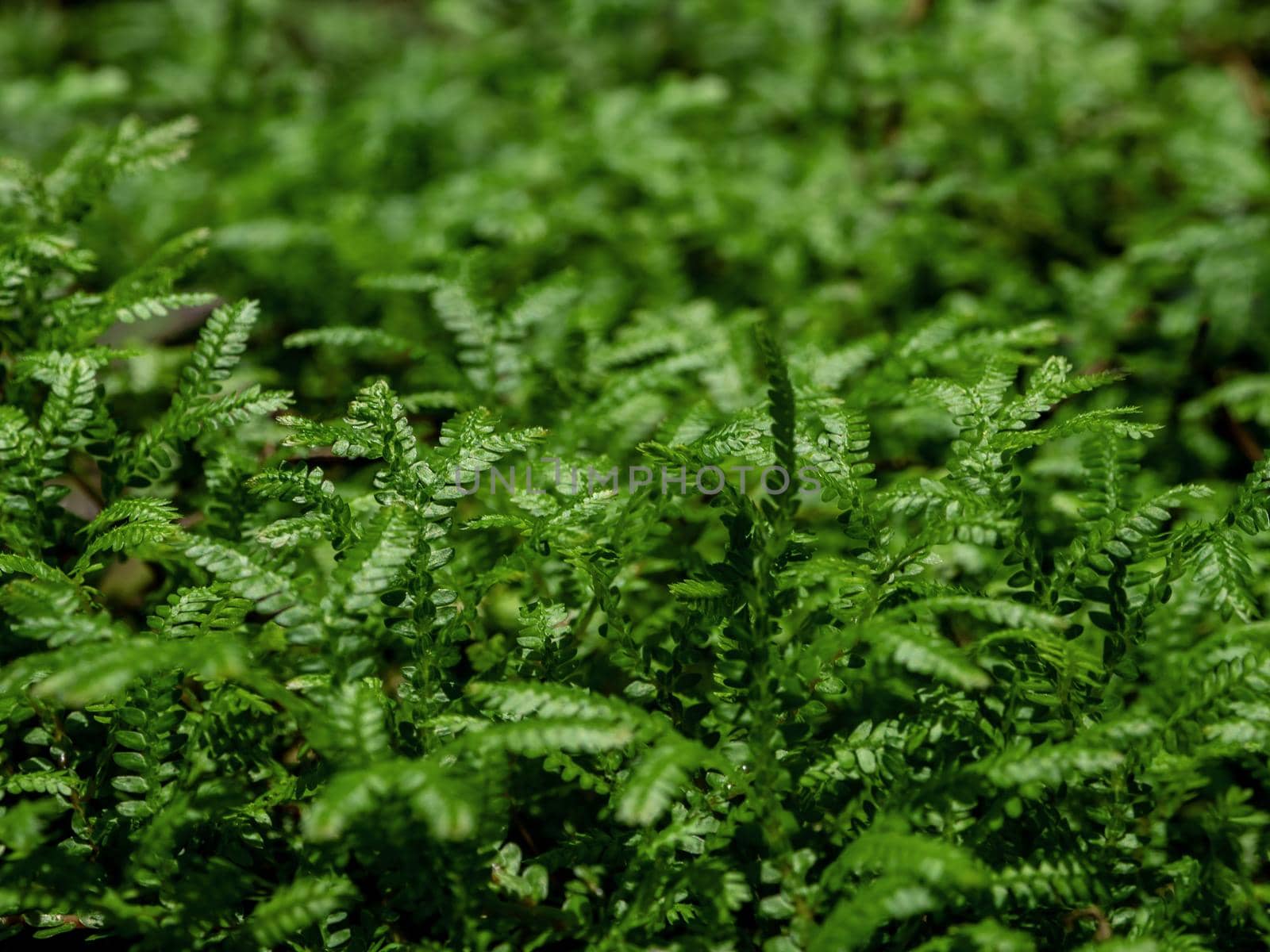 Full-frame texture background of Spike Moss fern leaves