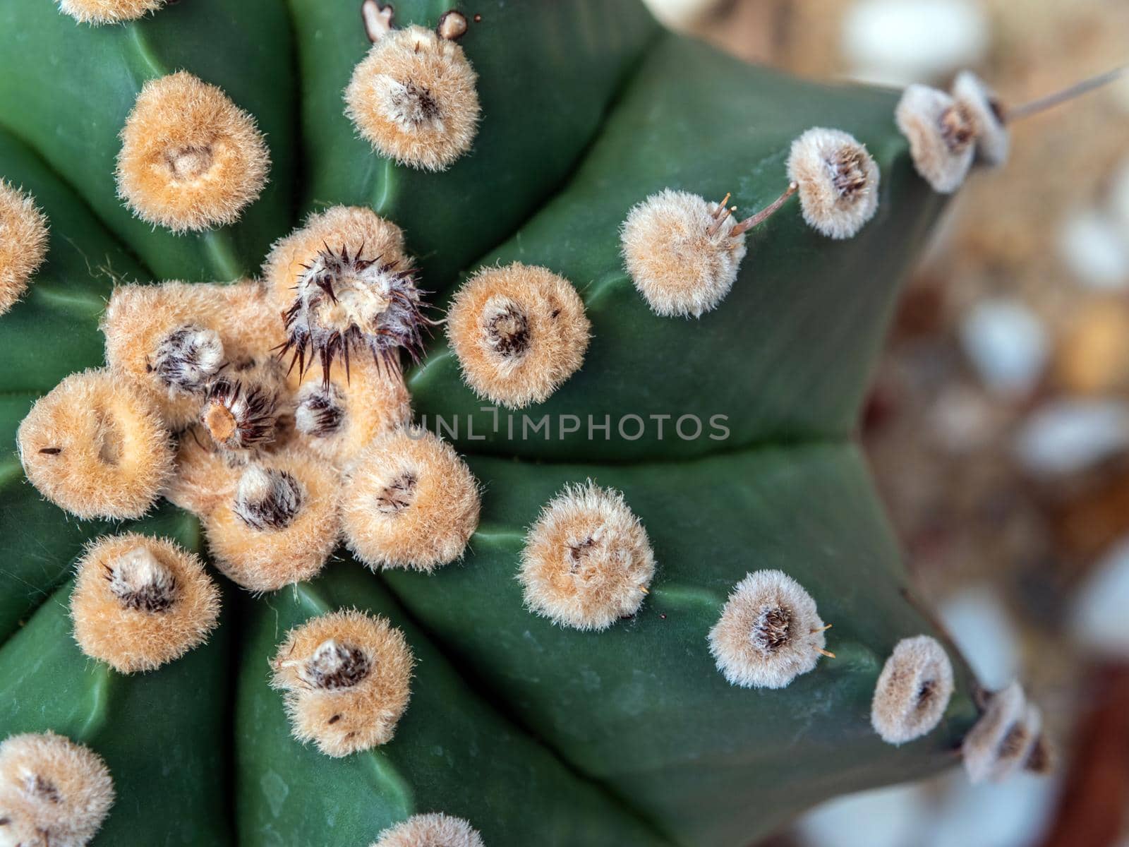 Cactus succulent plant close-up, fluffy tufts and thorn on the lobe of Astrophytum Cactus