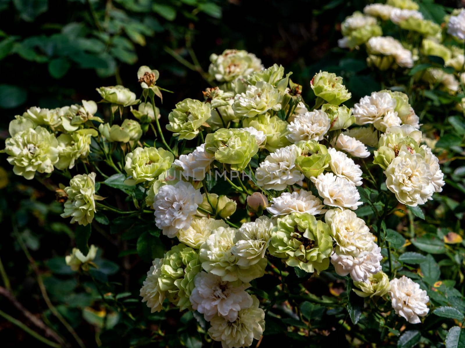 Large Bouquet of White Roses in the planting area