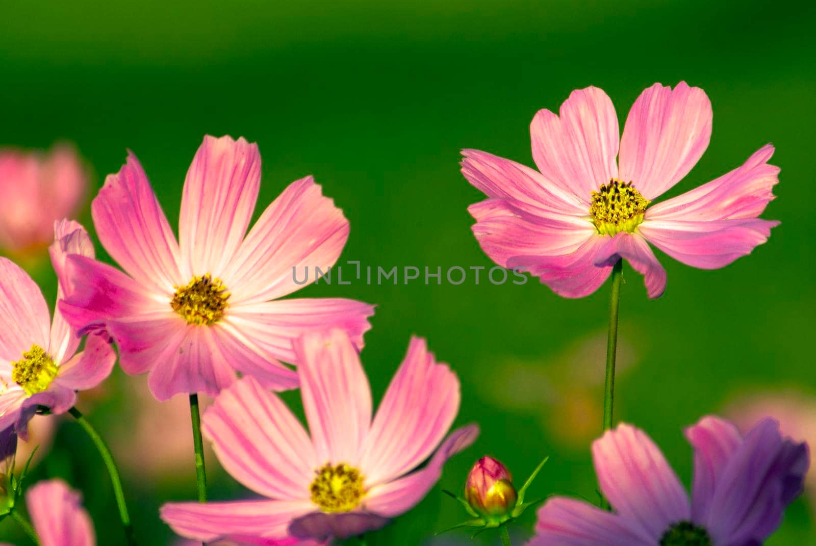 Pink Cosmos in evening light by Satakorn