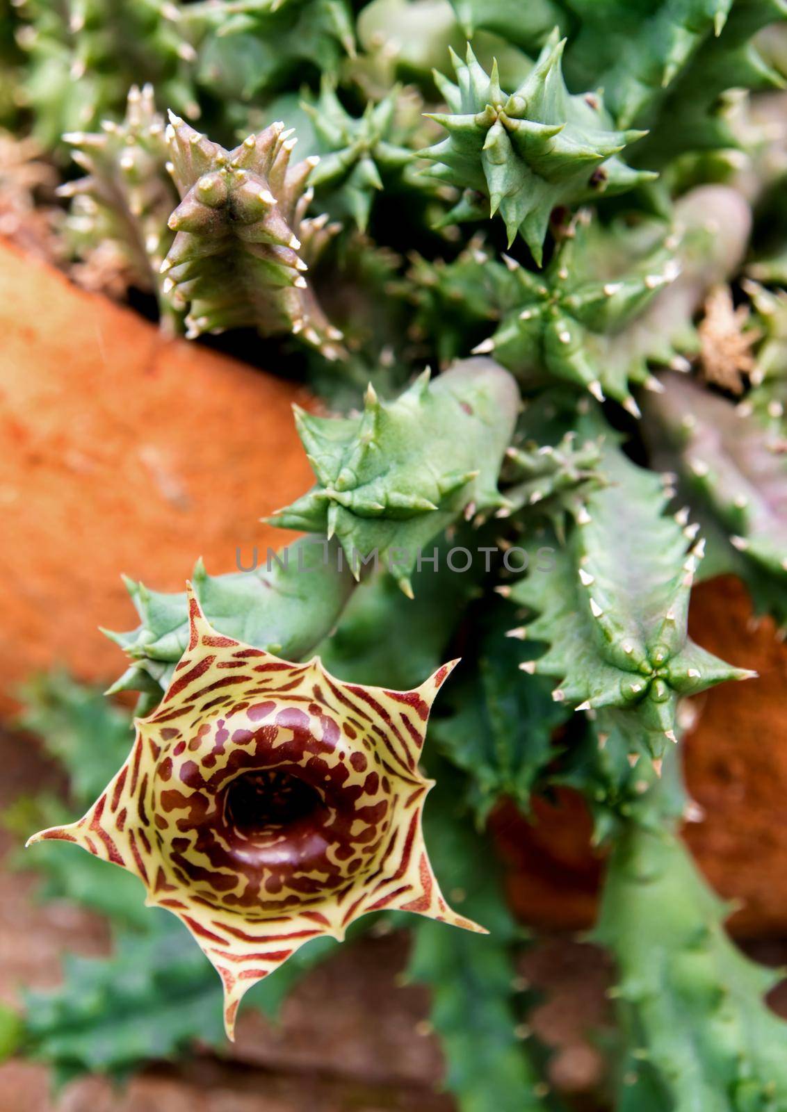 The brown pattern on the yellow background of the flower of Huernia zebrina cactus