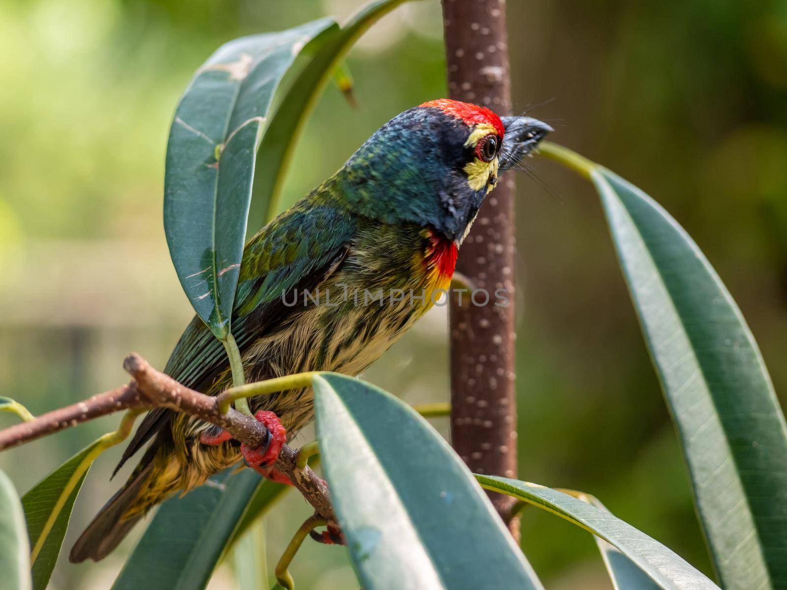 The Coppersmith barbet bird in the garden