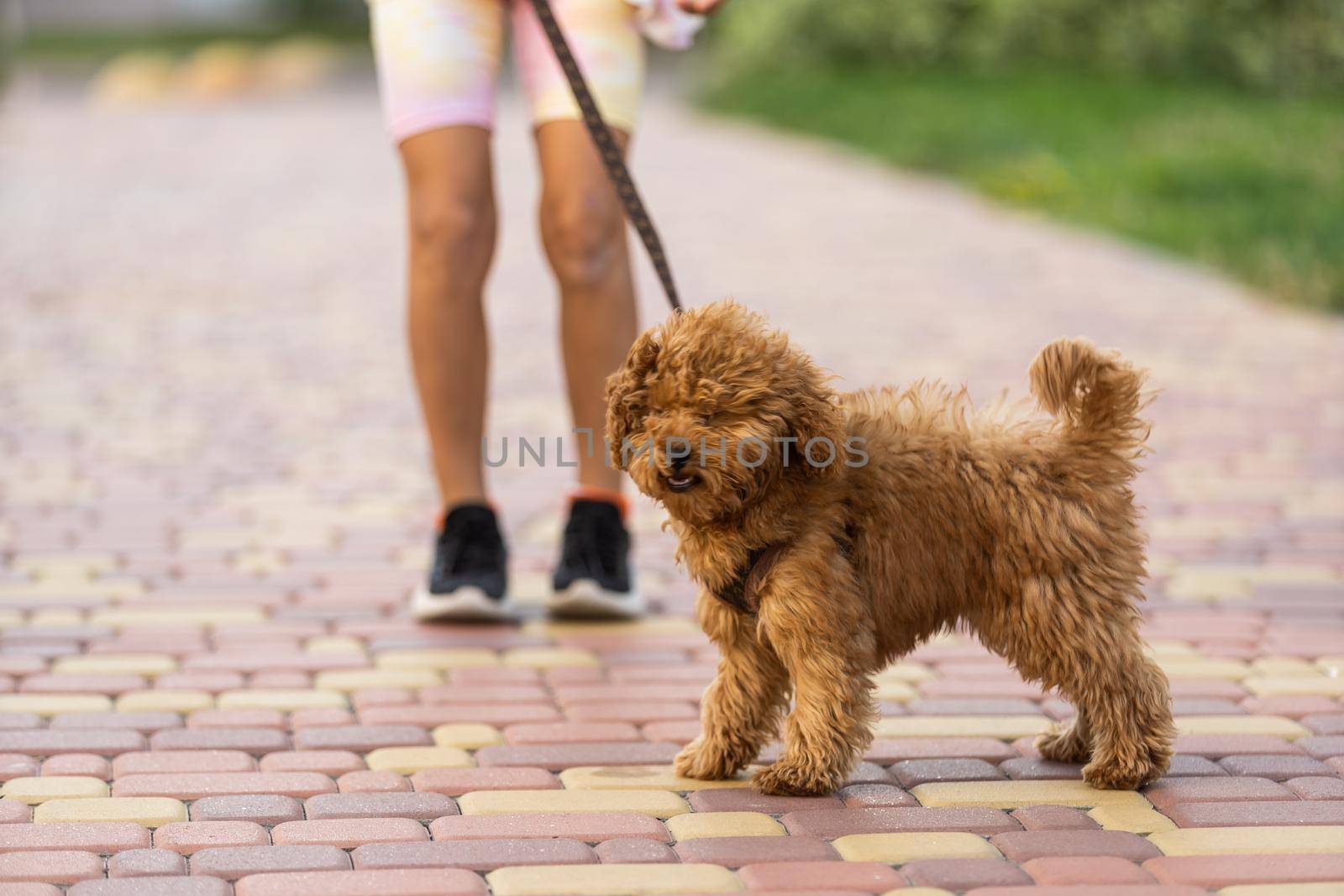 a little girl with Adorable Maltese and Poodle mix Puppy or Maltipoo dog.