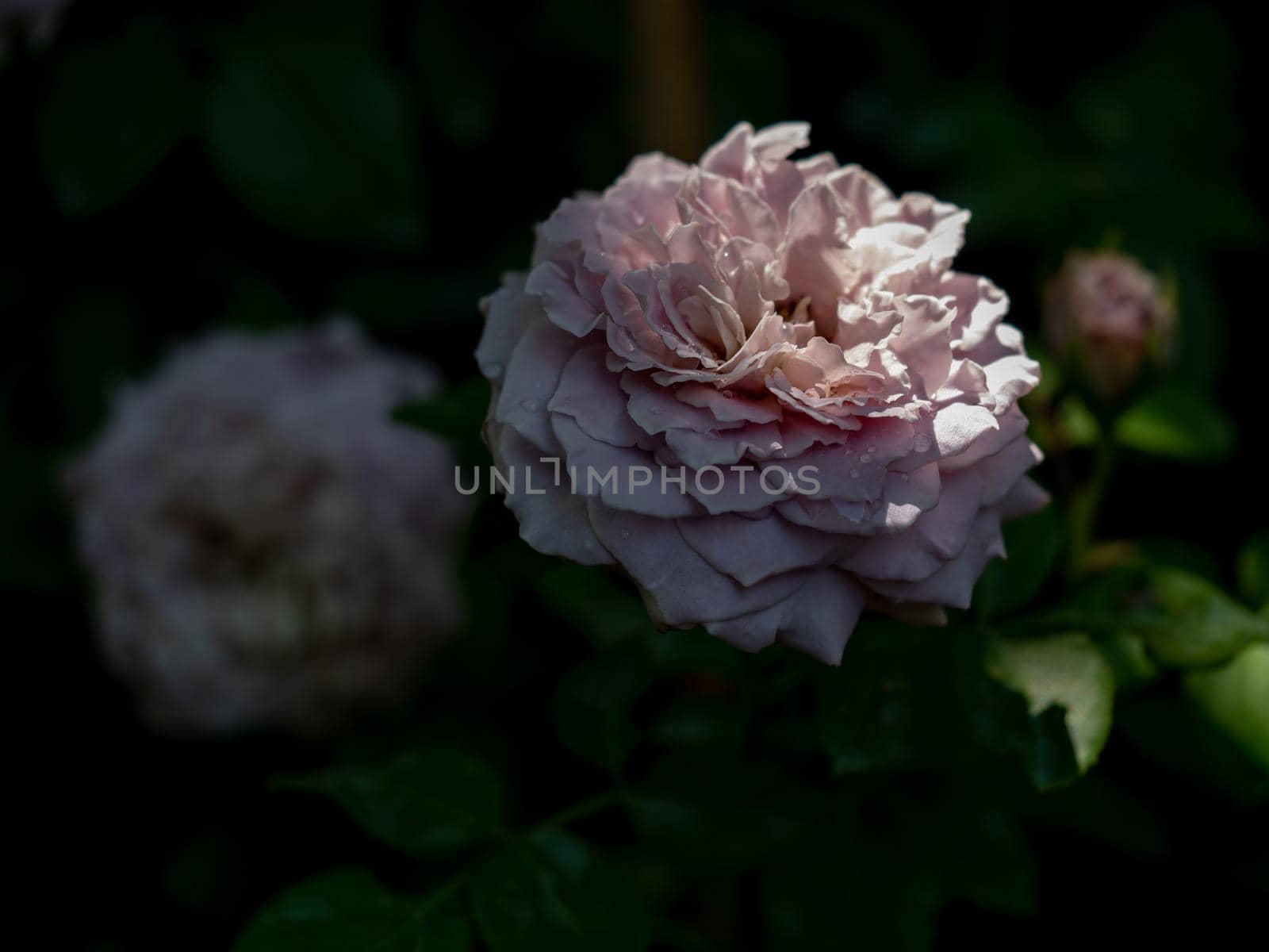 Shape and colors of Princess Kaori the Japanese garden rose