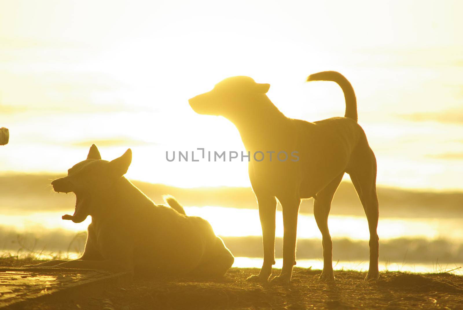 The silhouette of a dog lying on the beach and the golden light of the sunset reflecting on the sea surface